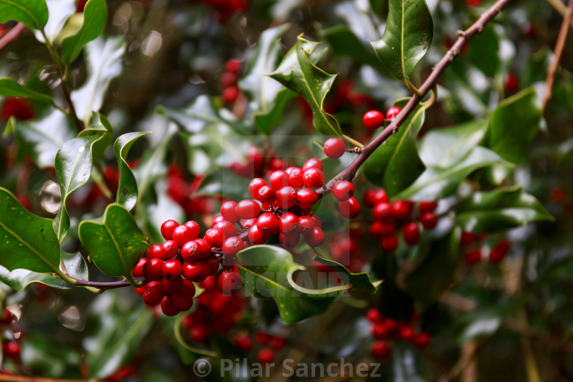 "Holly bush with red berries" stock image