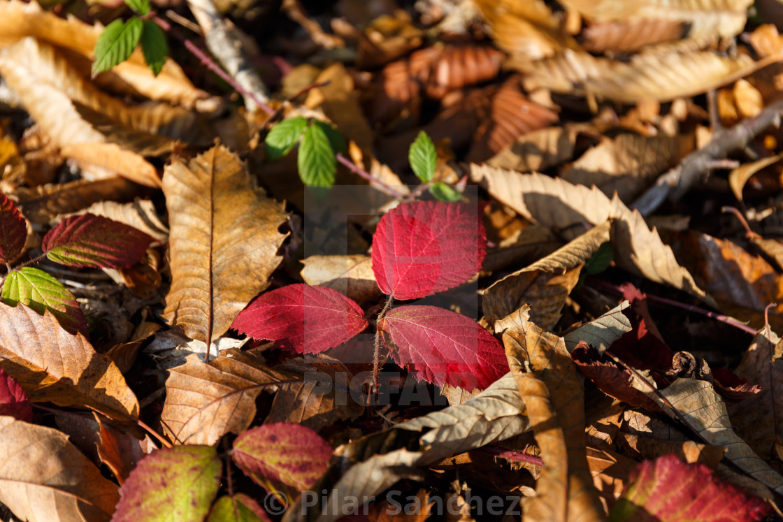 "Three red leaves on the ground" stock image