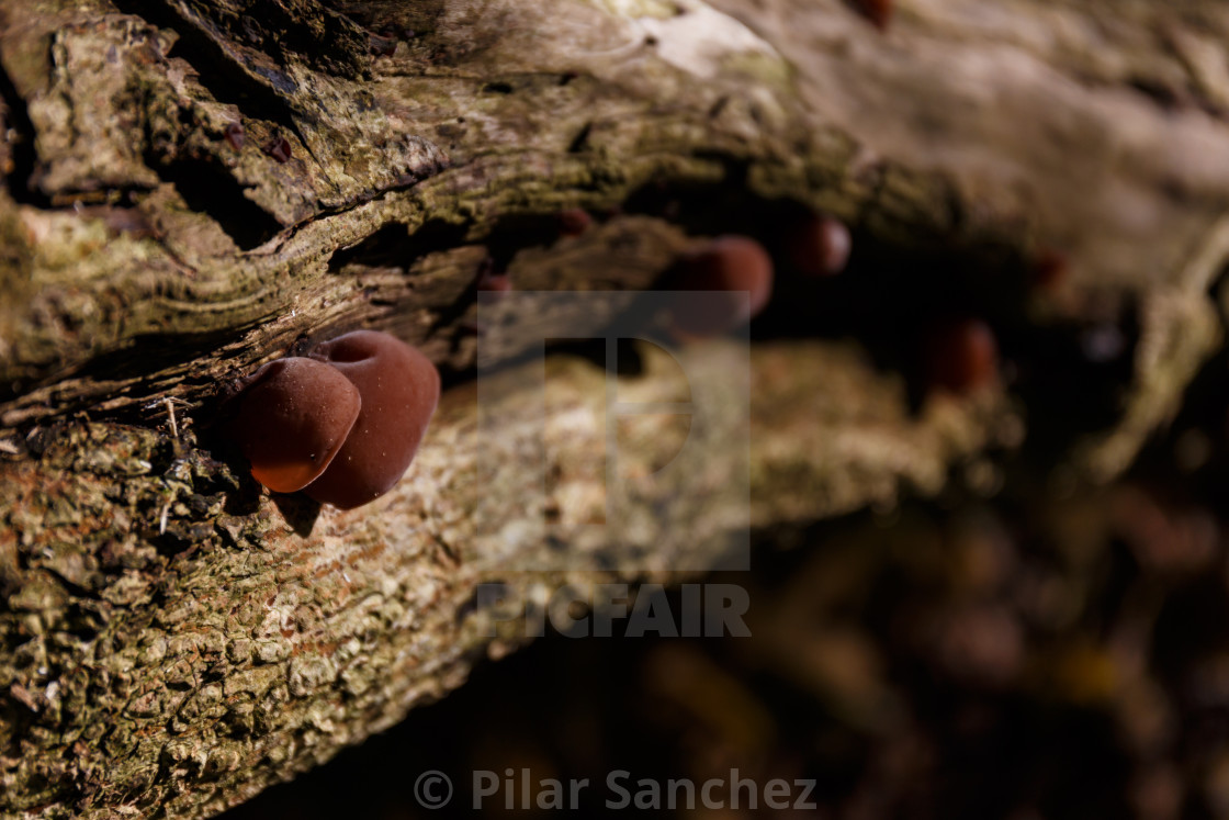 "Wood Ears mushrooms close on a tree branch" stock image