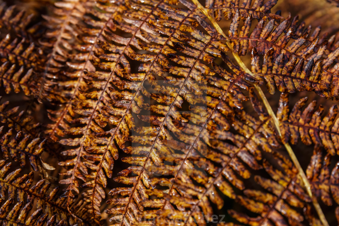 "Autumn fern close up with changing colours" stock image