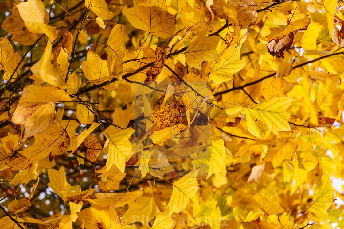 "Yellow leaves on a tree" stock image