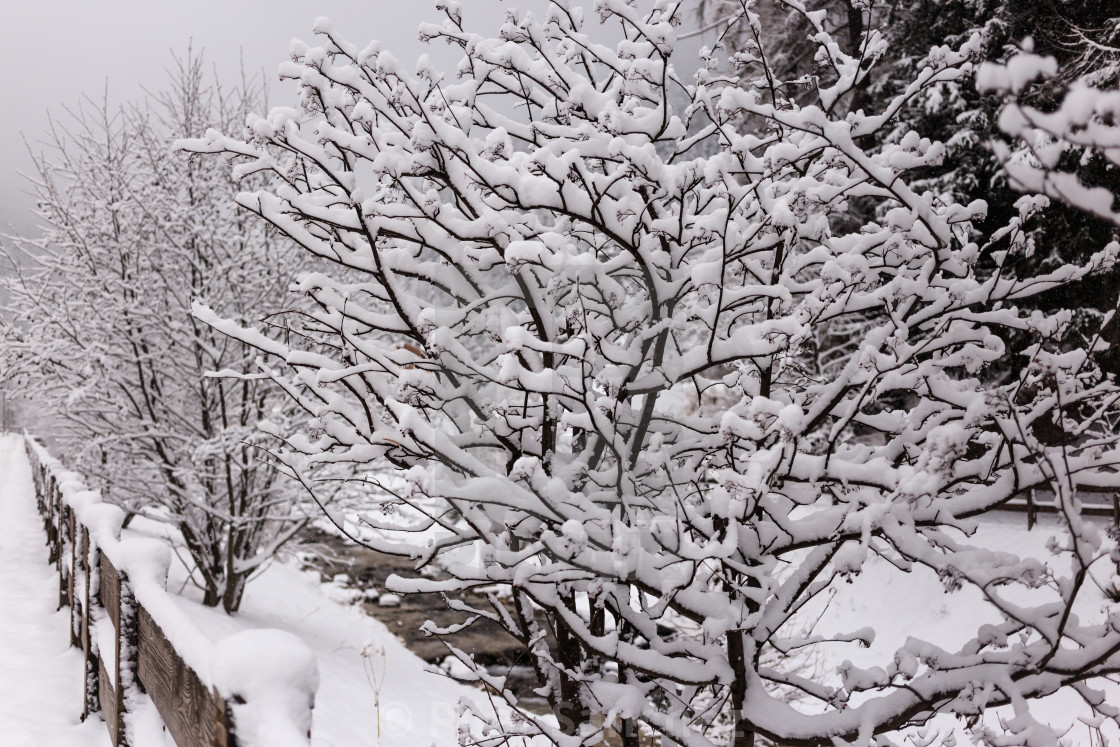 "Snowy trees and river" stock image