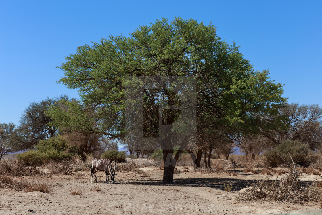 "Three oryxes around a tree in Namibia" stock image