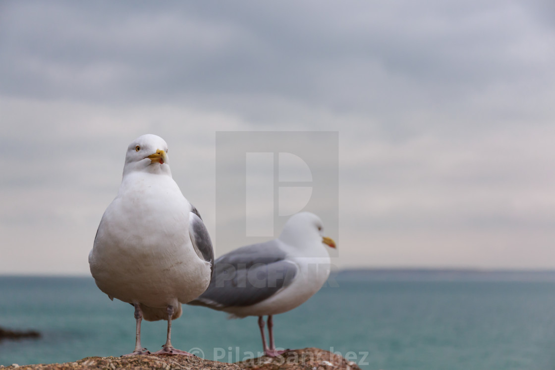 "Two European Herring gulls standing on a rock" stock image