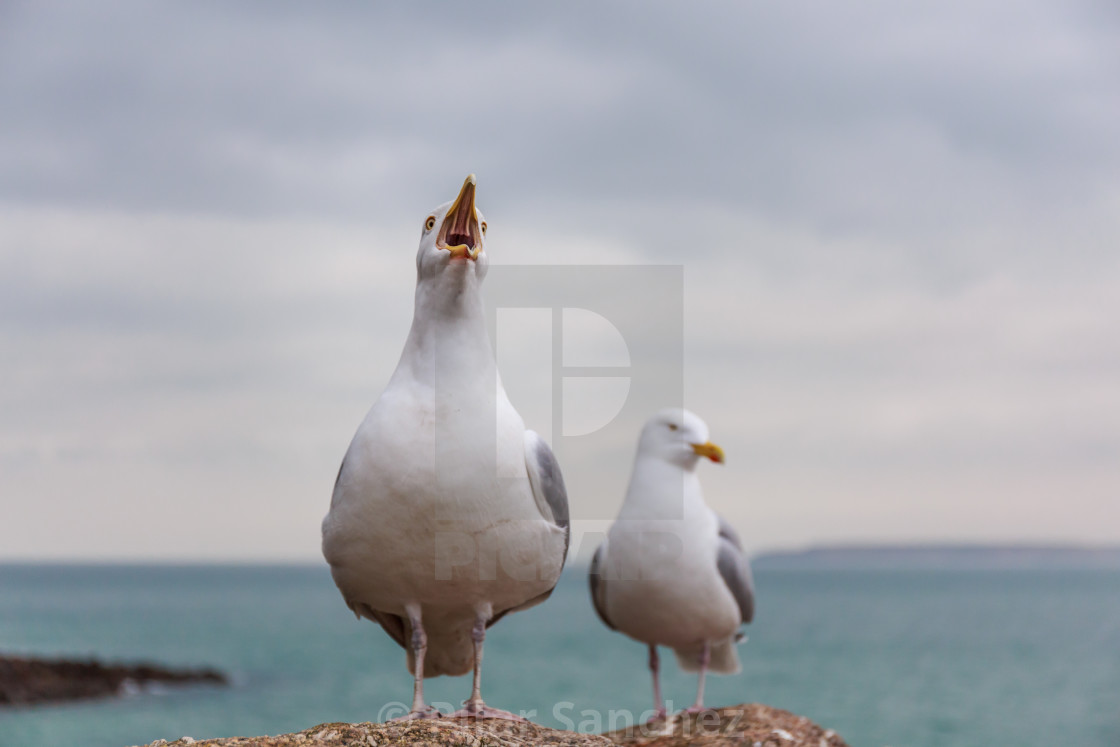 "Two European Herring gulls standing on a rock" stock image