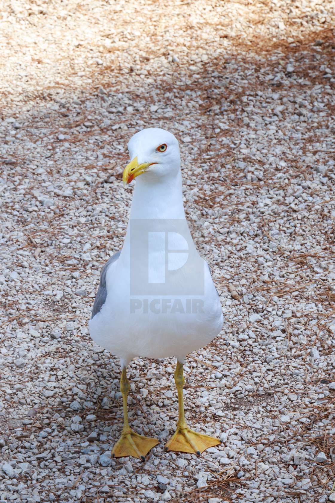 "Yellow-legged Gull" stock image