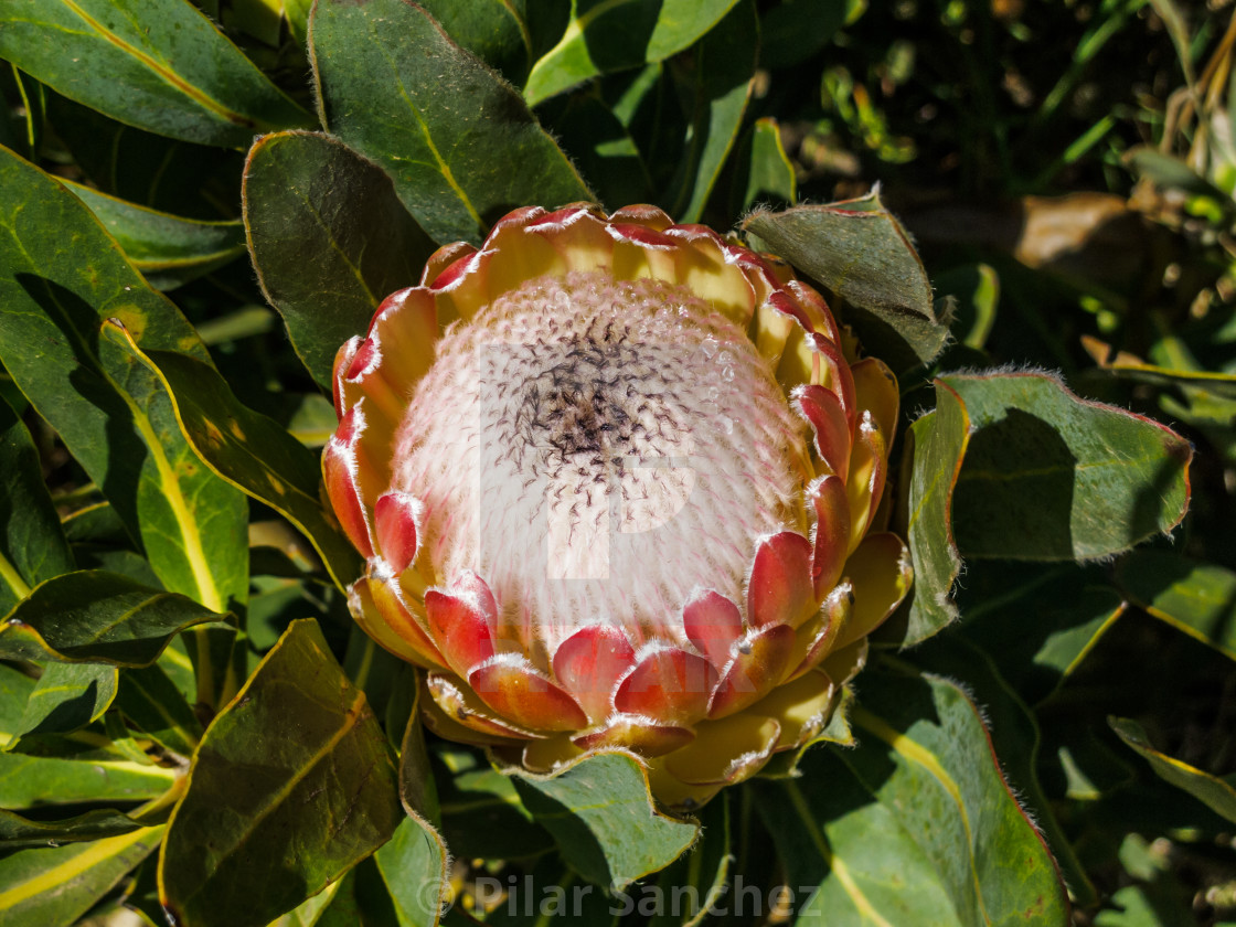 "King protea, South Africa" stock image