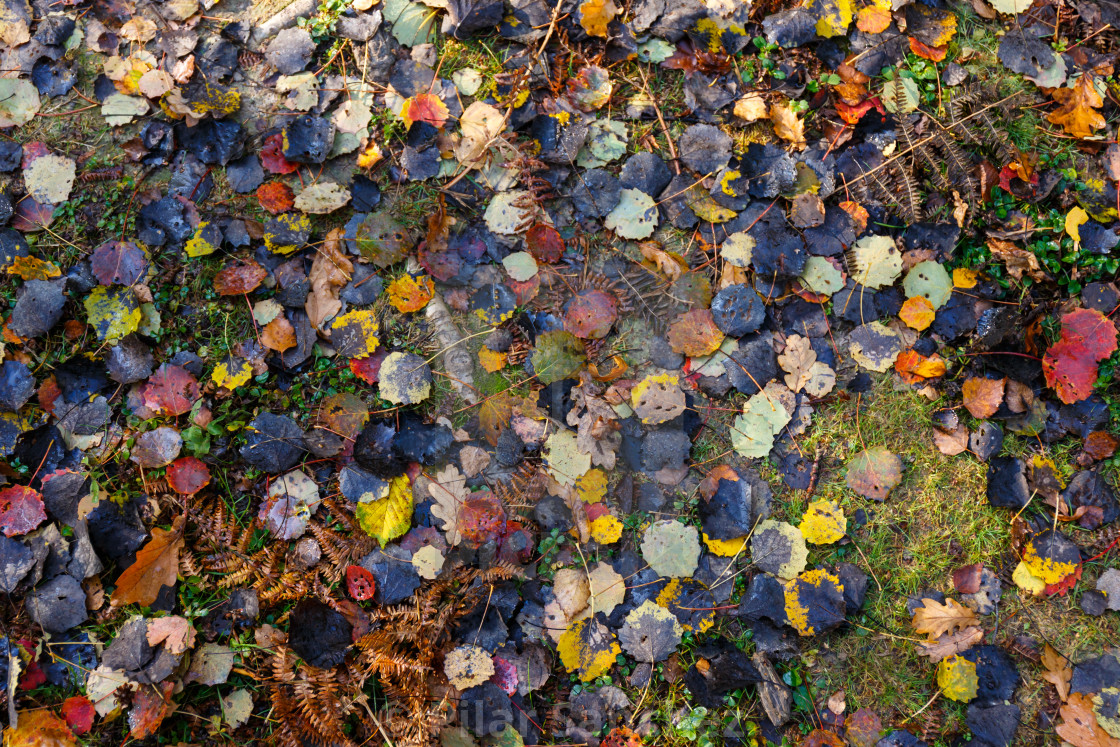 "Forest ground covered in colourful Autumn leaves" stock image