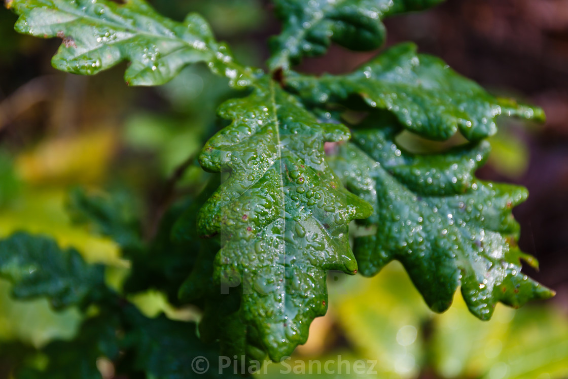 "Green Oak leaves" stock image