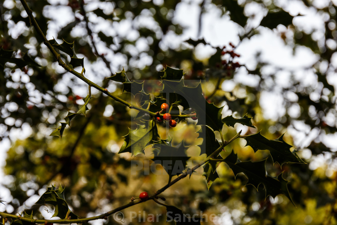 "Holly bush with berries" stock image