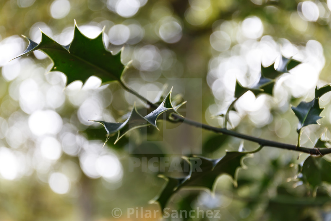 "Holly bush leaves" stock image