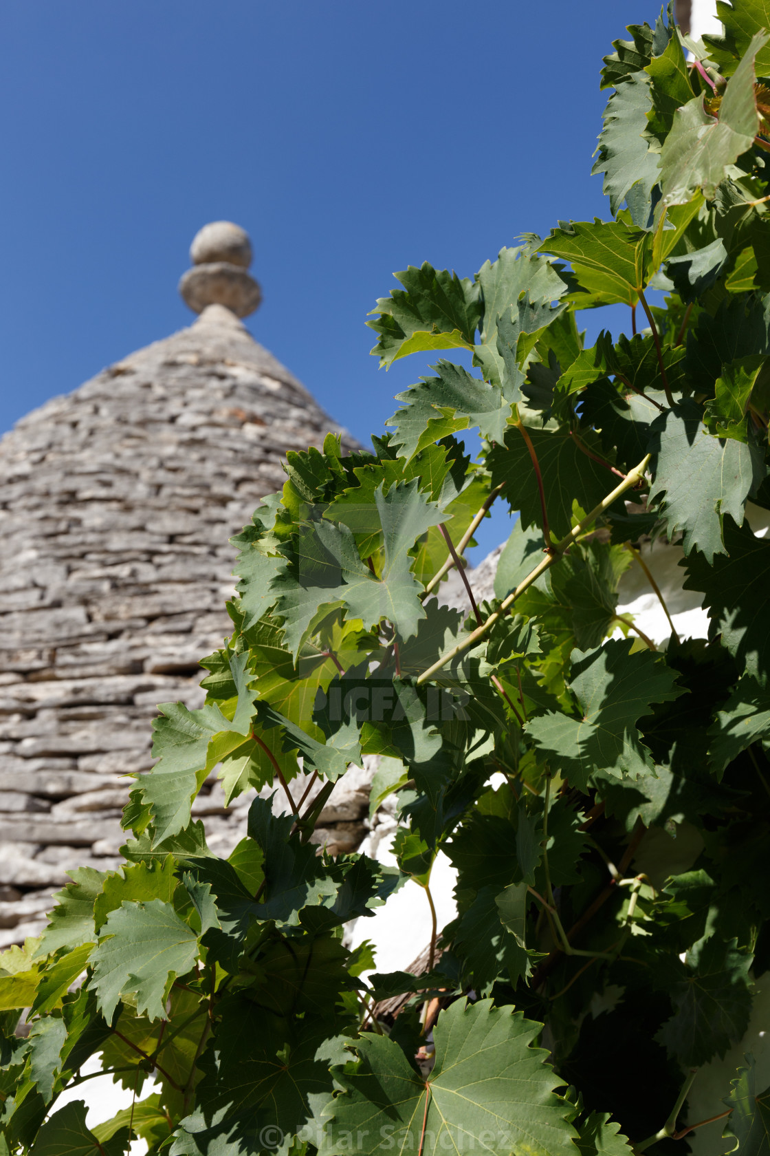 "Grapevine and trullo dome in the sun, Alberobello, Apulia, Italy" stock image