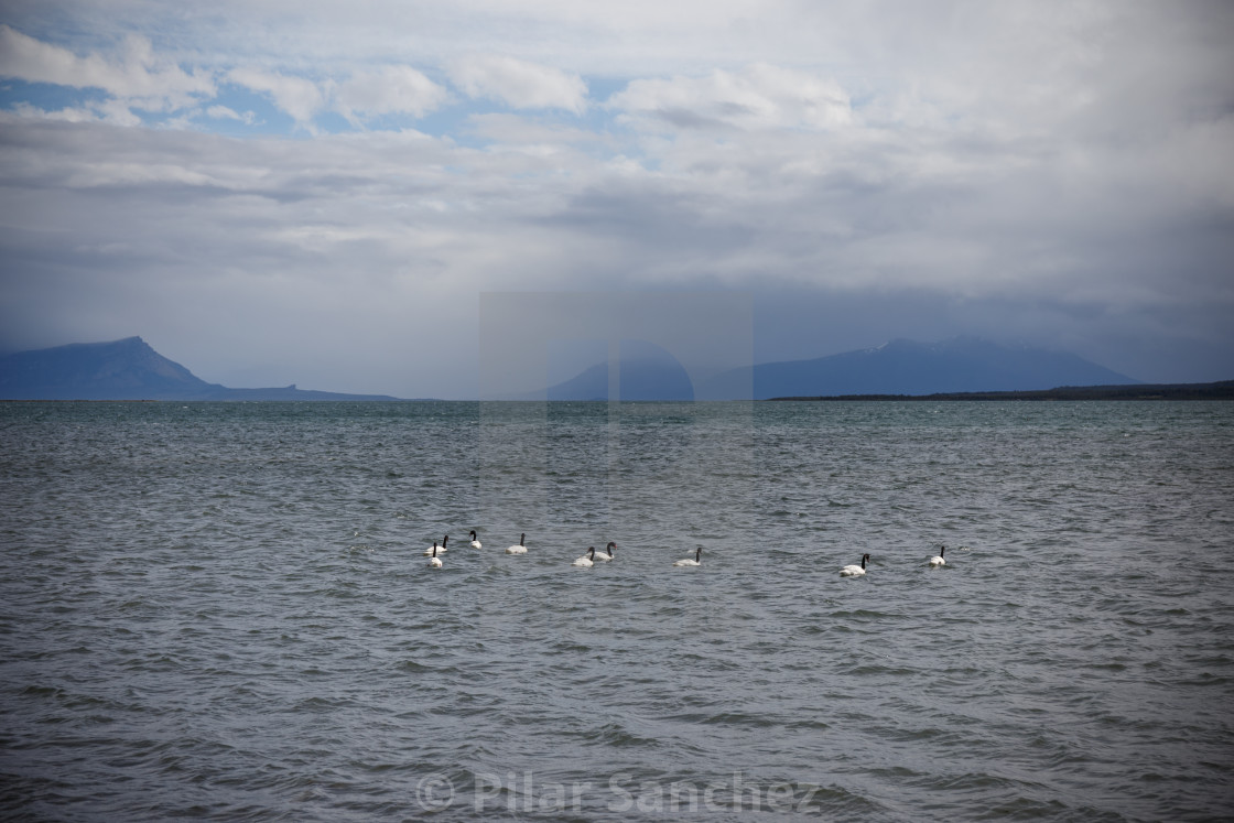 "Black-necked swans, Puerto Natales, Patagonia, Chile" stock image