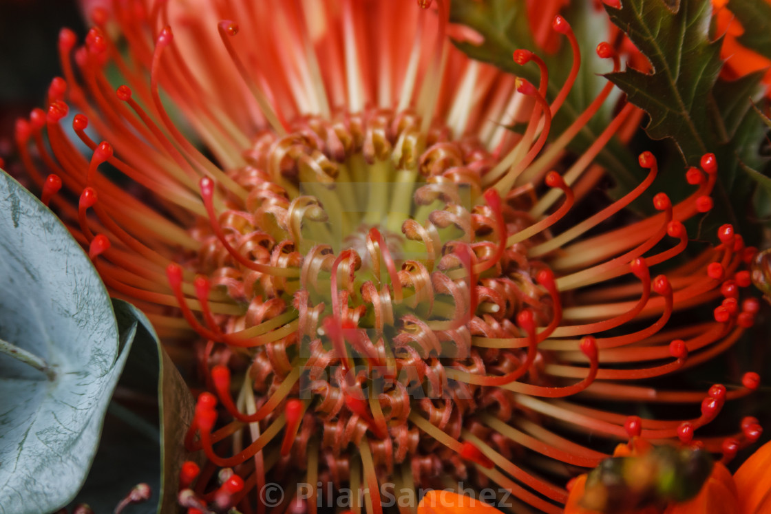 "Red Protea" stock image