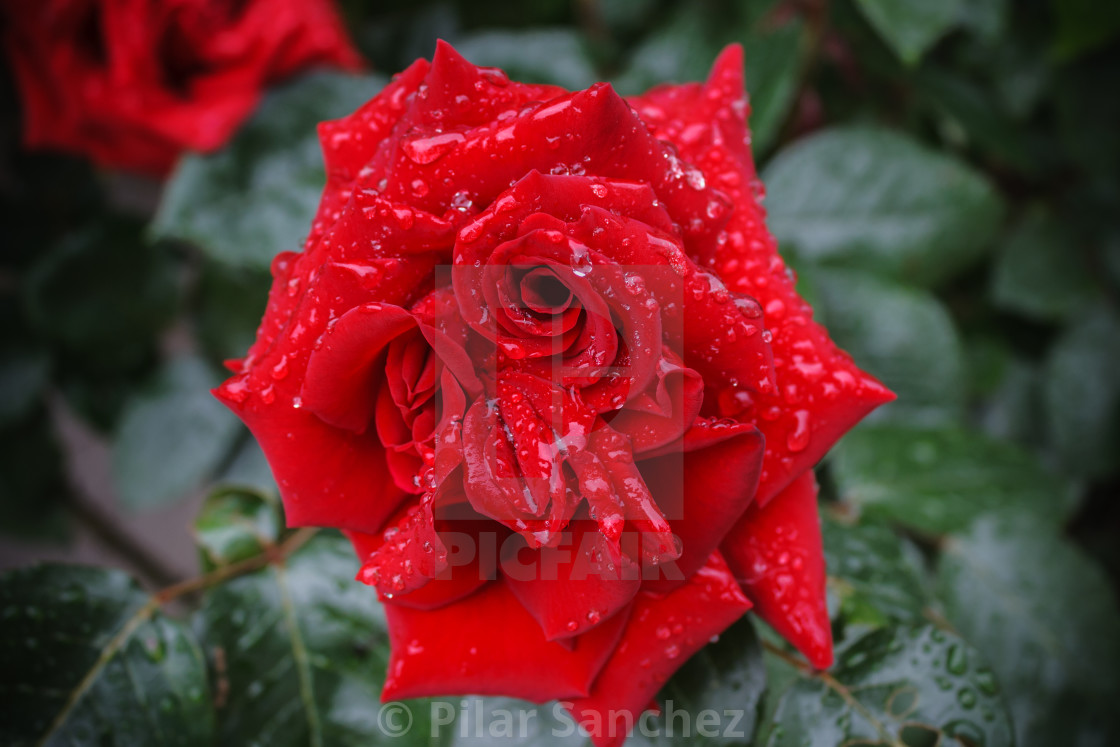 "Red Rose with water drops" stock image