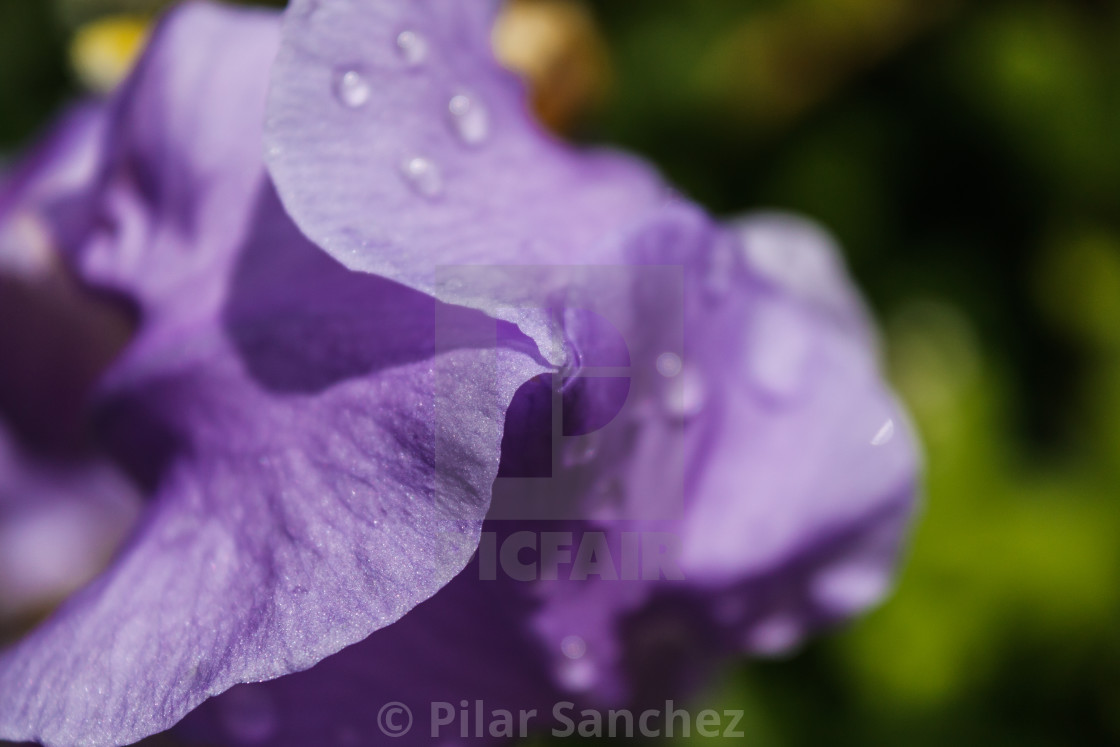 "Irish flower petals close up" stock image