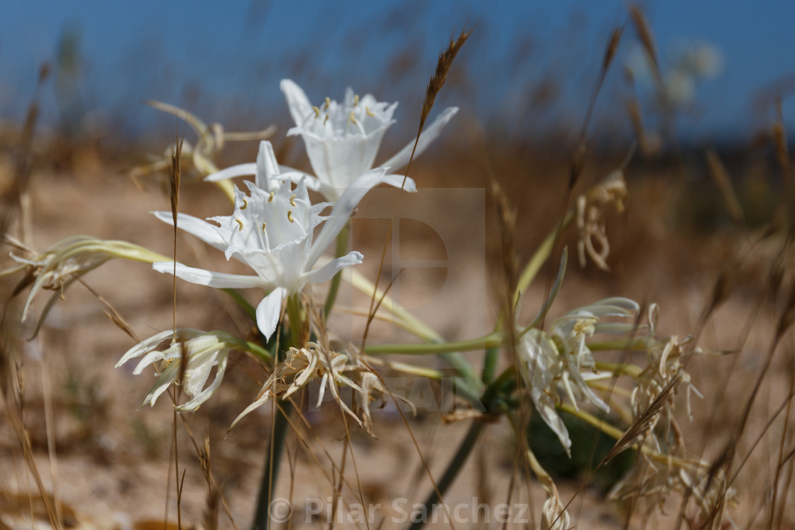 "Sand Daffodil, Corrubedo, Galicia, Spain" stock image