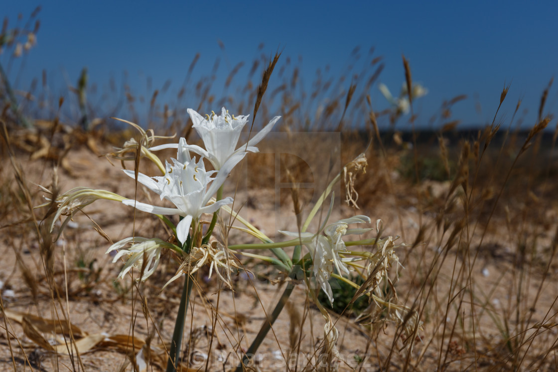 "Sand Daffodil, Corrubedo, Galicia, Spain" stock image