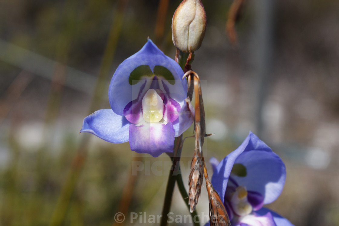 "Disa Graminifolia (Blue Disa), front view" stock image