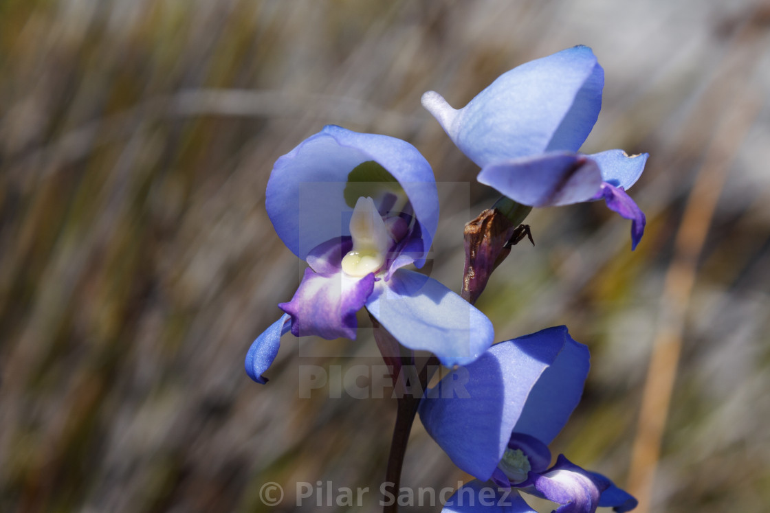 "Disa Graminifolia (Blue Disa), side view" stock image