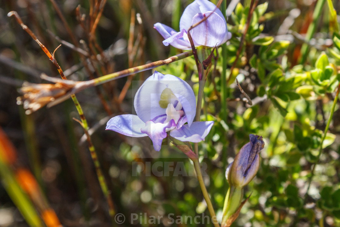 "Disa Graminifolia (Blue Disa)" stock image