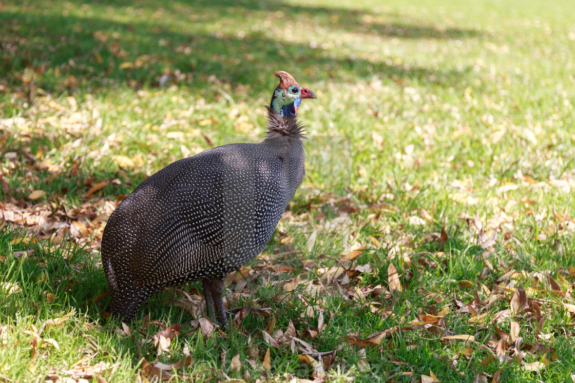 "Helmeted Guineafowl or Tarantaal" stock image