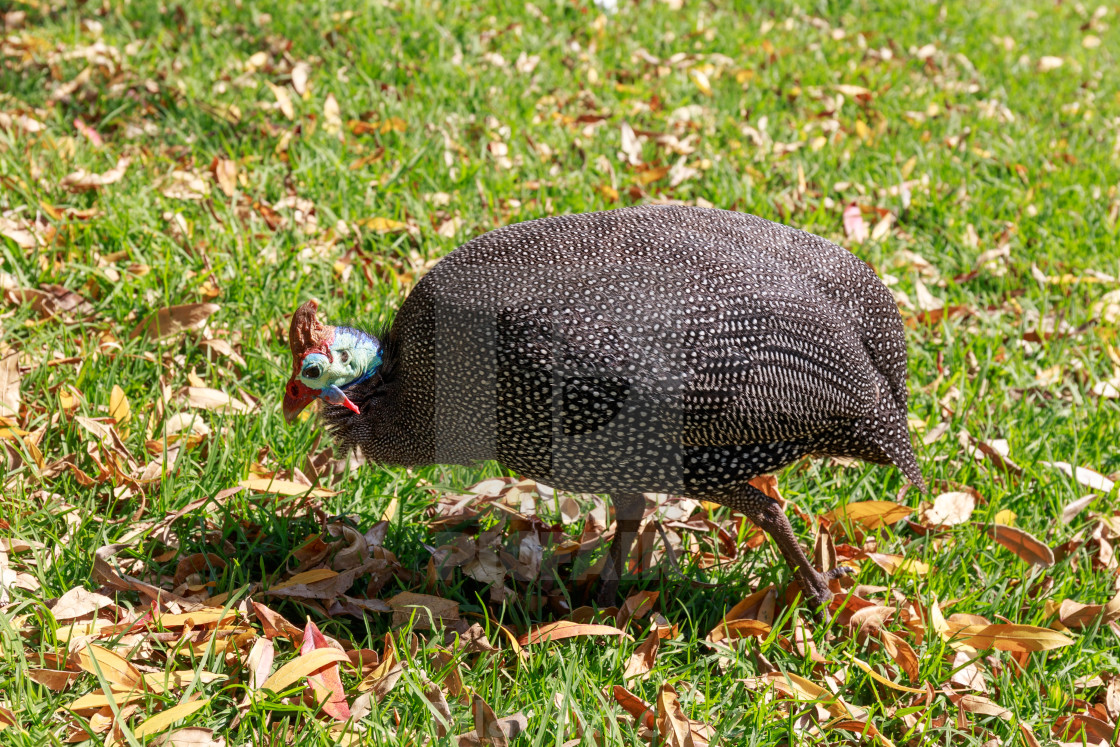 "Helmeted Guineafowl or Tarantaal walking on grass" stock image