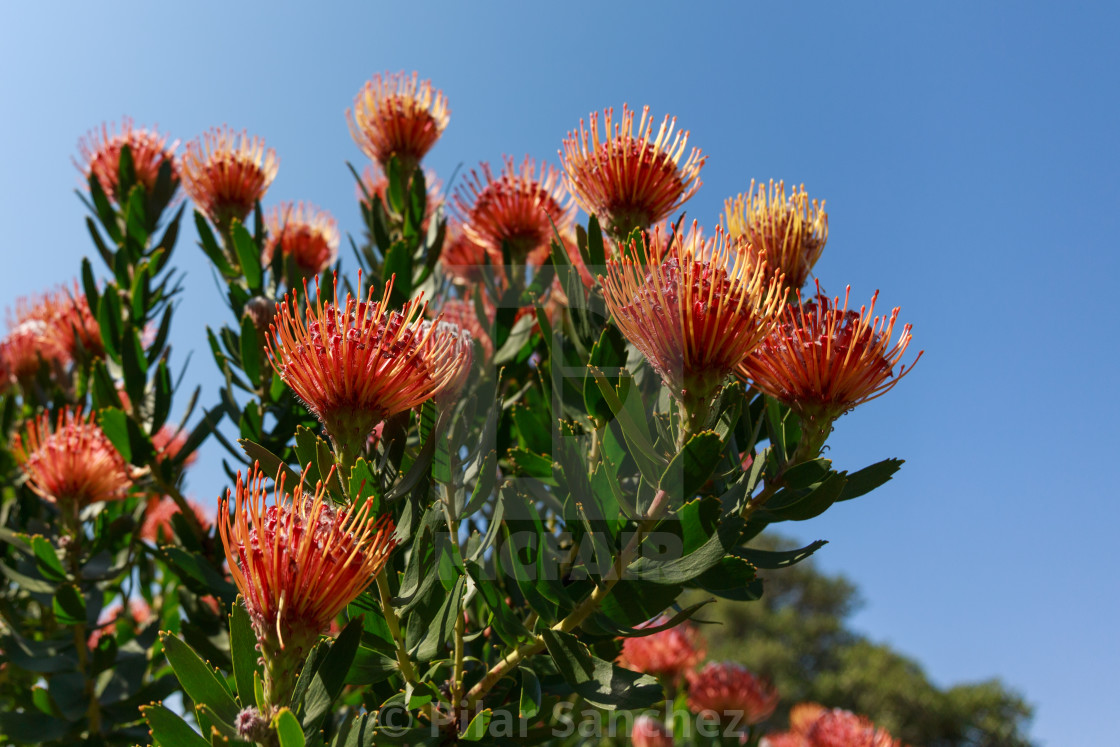 "Pincushion proteas against blue sky, South Africa" stock image