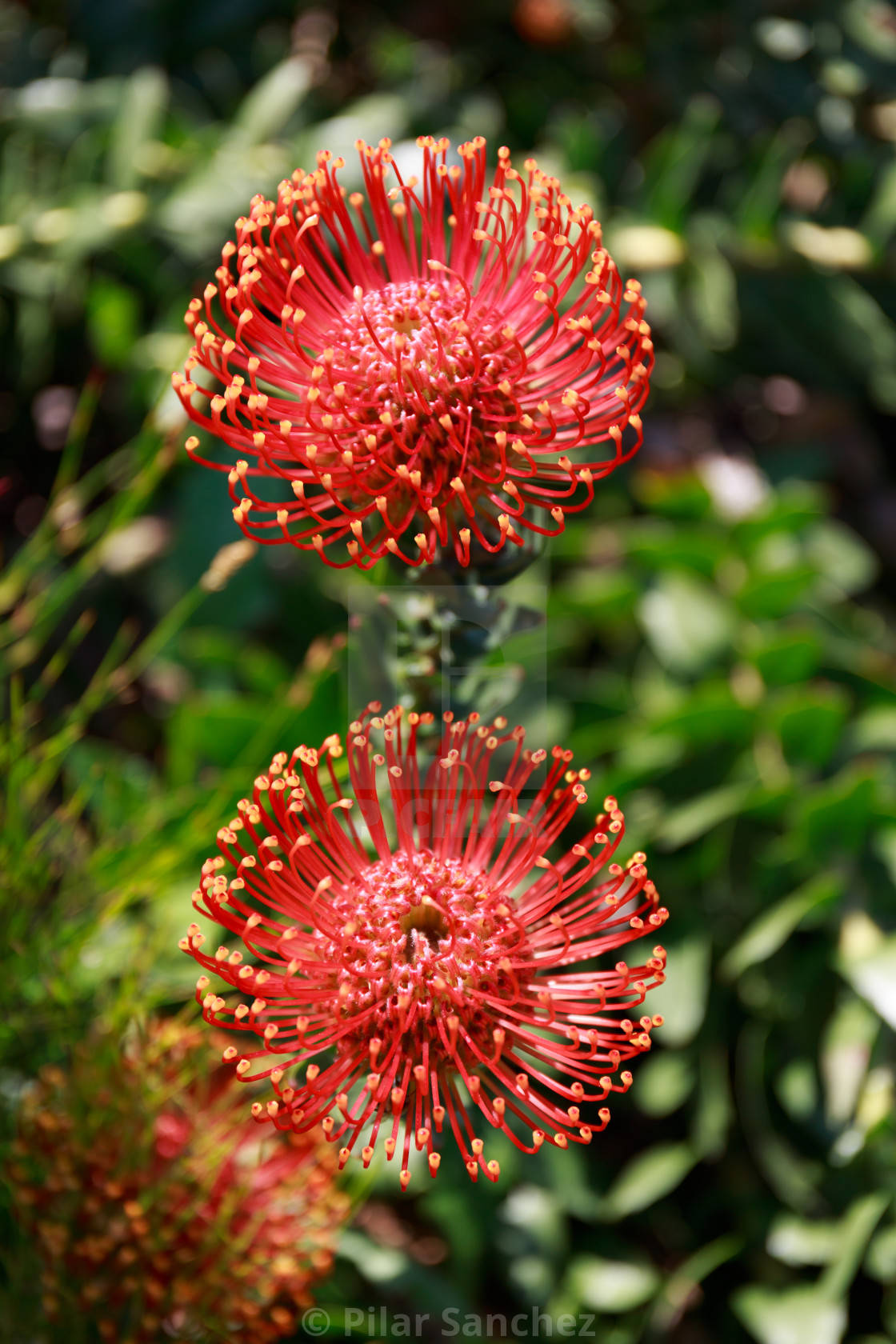 "Two Pincushion proteas, South Africa" stock image