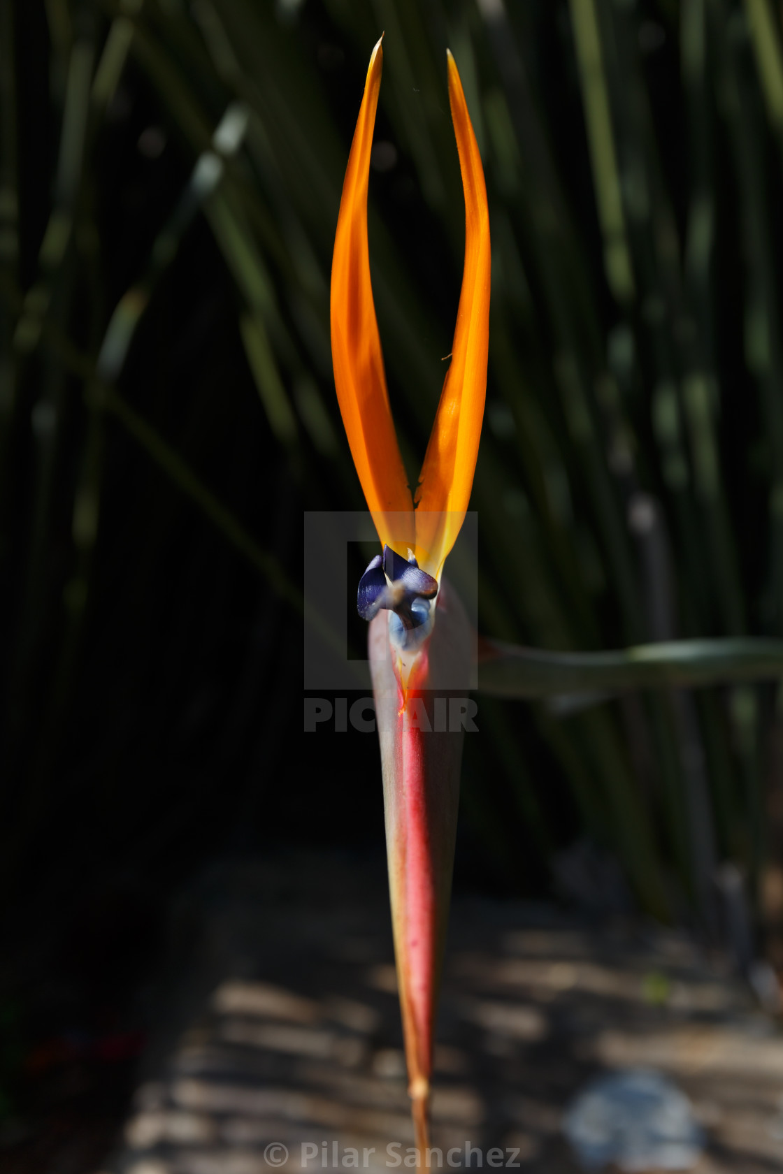 "Bird of Paradise flower, Strelitzia, South Africa" stock image