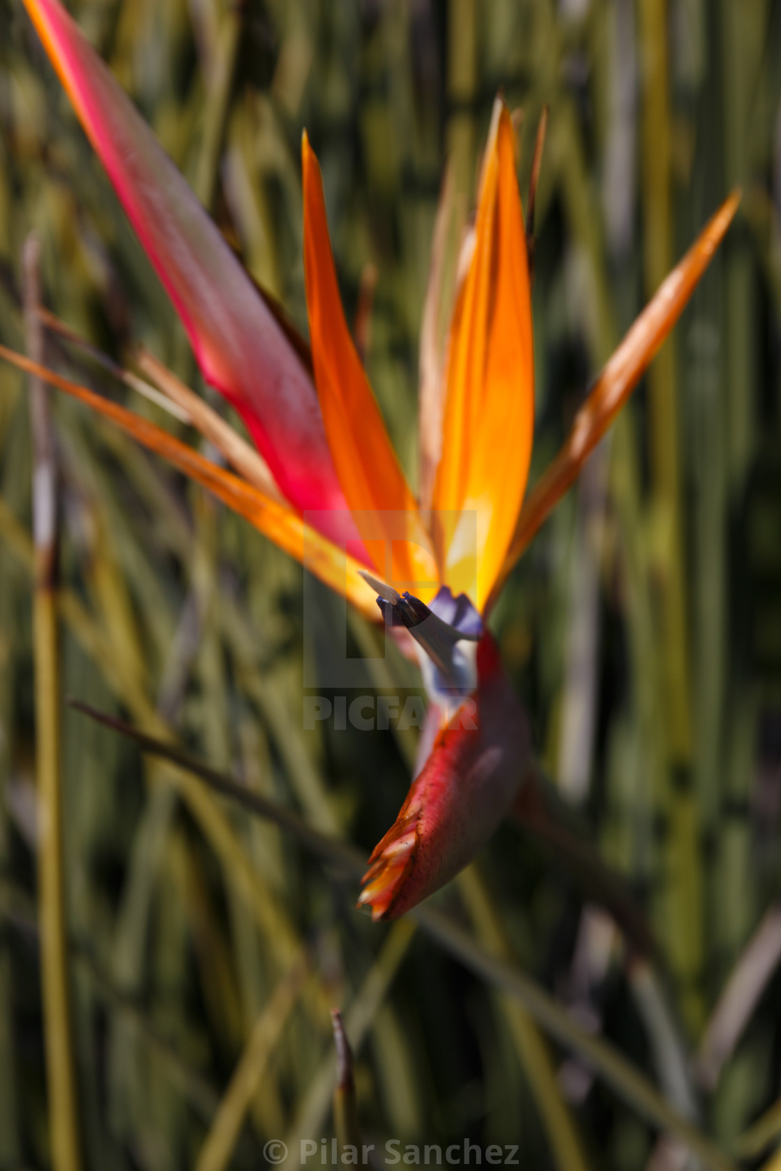 "Strelitzia or Bird of Paradise flower, South Africa" stock image