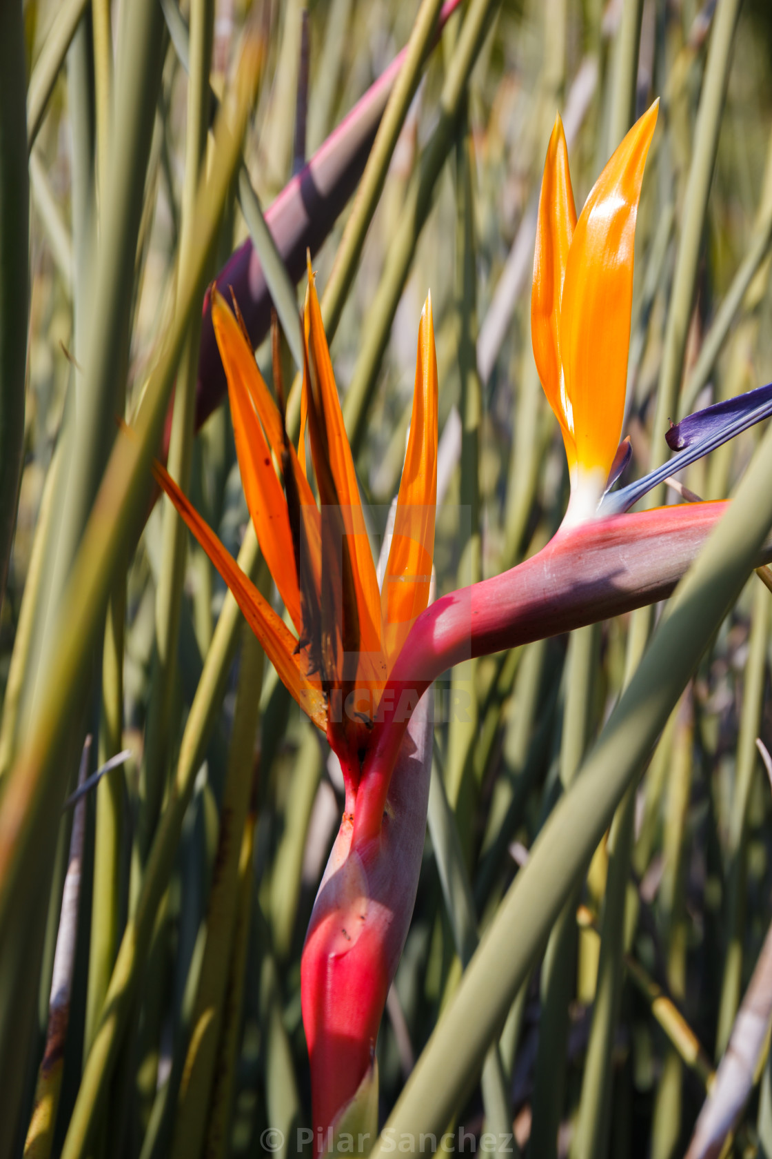 "Strelitzia, Strelitziaceae, South Africa" stock image