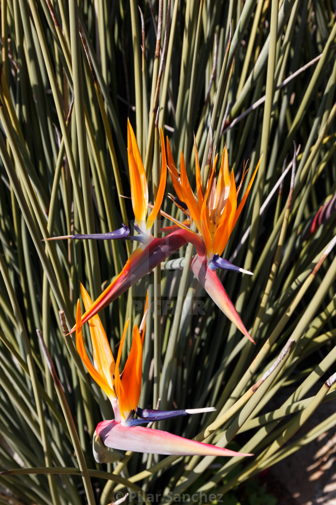 "Strelitzias, South Africa" stock image