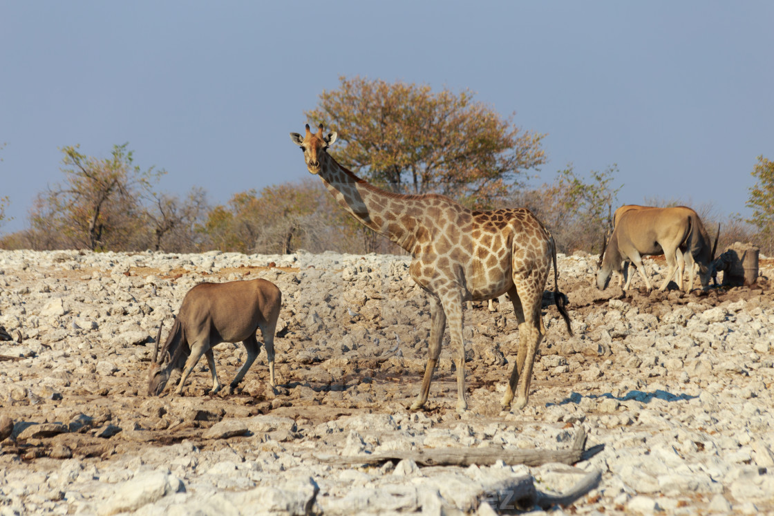 "Giraffe and Elands, Namibia" stock image