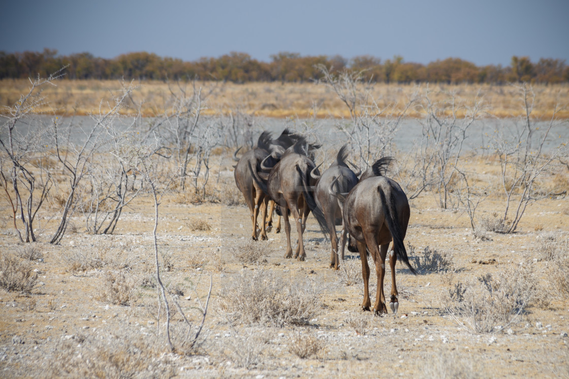 "A herd of Wildebeest walking in Etosha National Park, Namibia" stock image