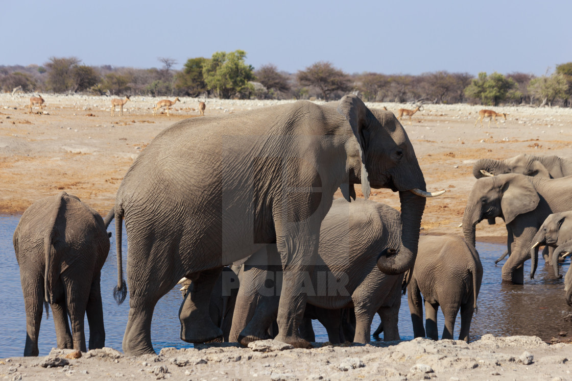 "Elephant herd at waterhole, Namibia" stock image