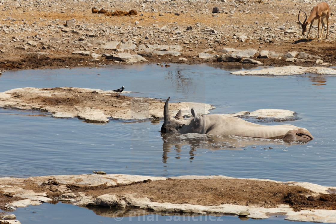 "Black Rhino in waterhole, Namibia" stock image