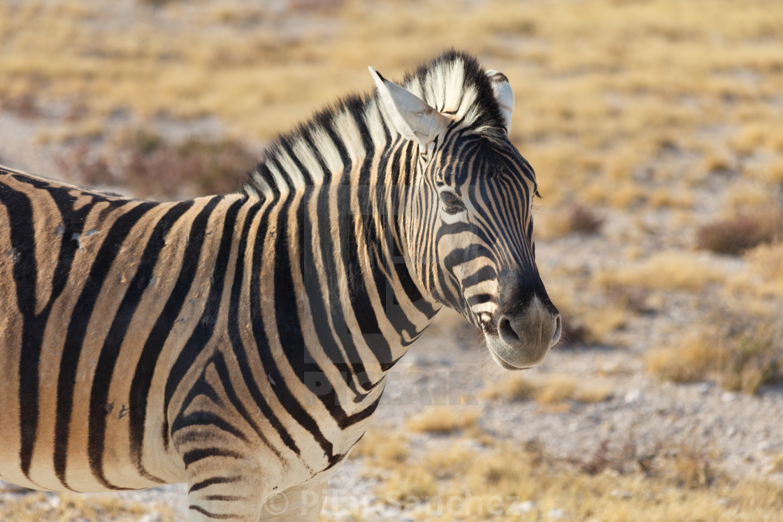 "Zebra portrait, Namibia" stock image