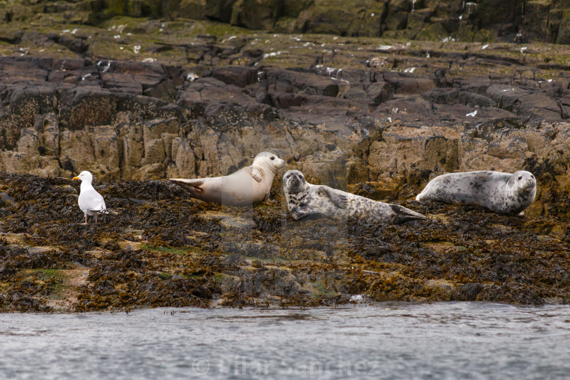 "Three seals and a seagull, Northumberland" stock image