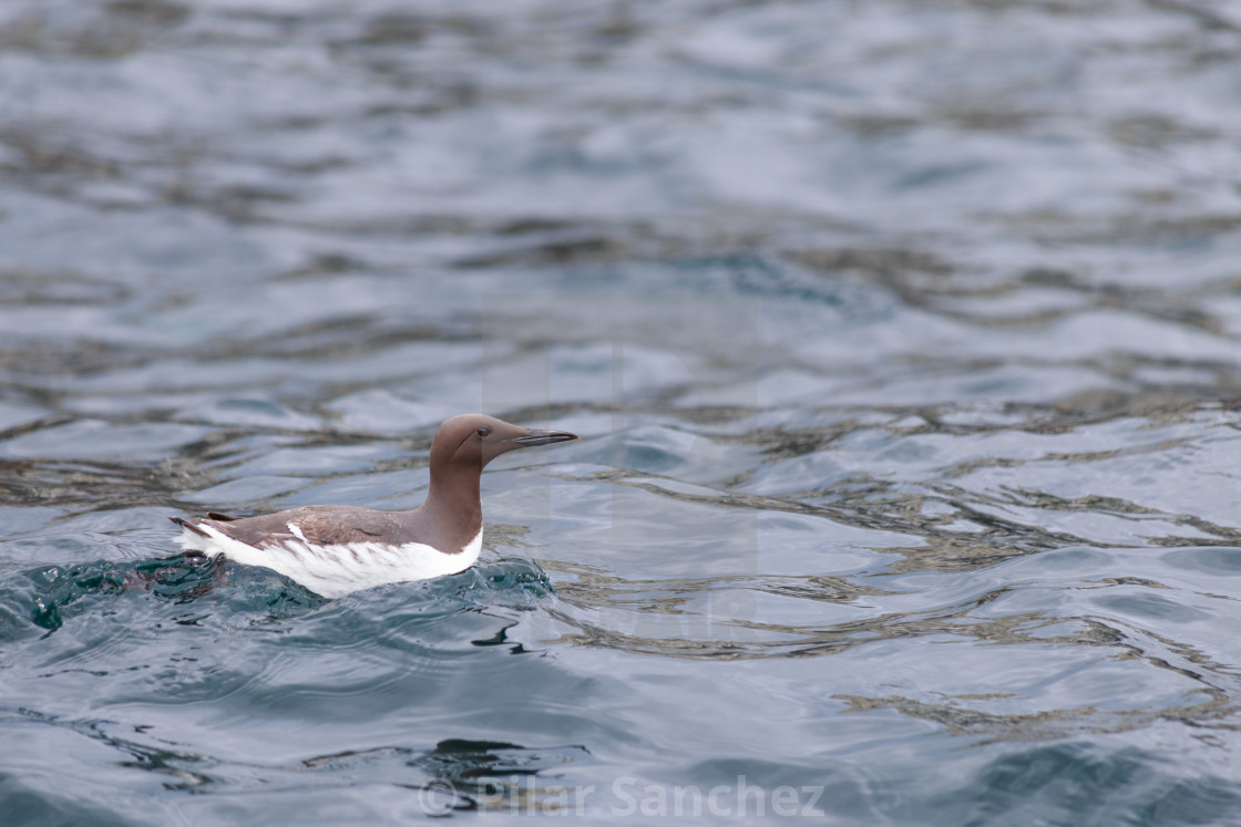 "Guillemot, Nortumberland" stock image