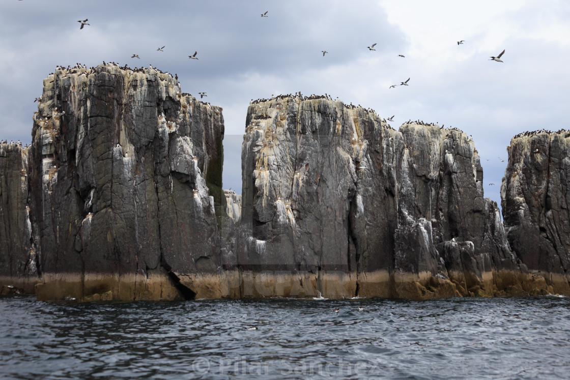 "Farne islands cliffs, Northumberland" stock image