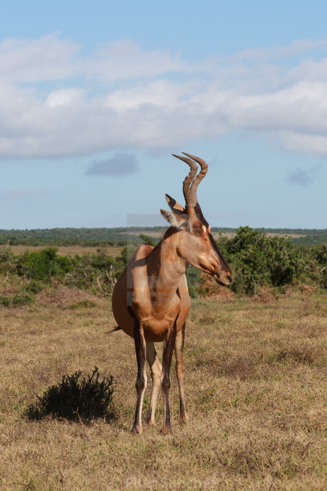 "Red Hartebeest, Addo National Park, South Africa" stock image