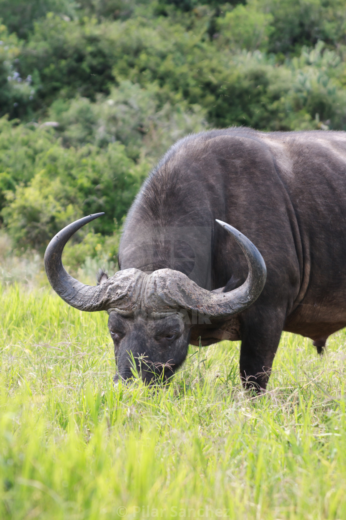 "Cape Buffalo grazing, Addo National Park, South Africa" stock image