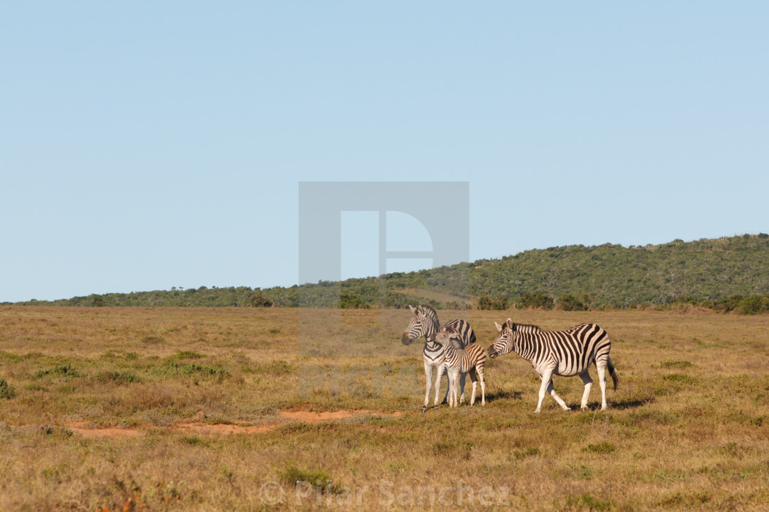 "Family of Zebras, Addo National Park, South Africa" stock image