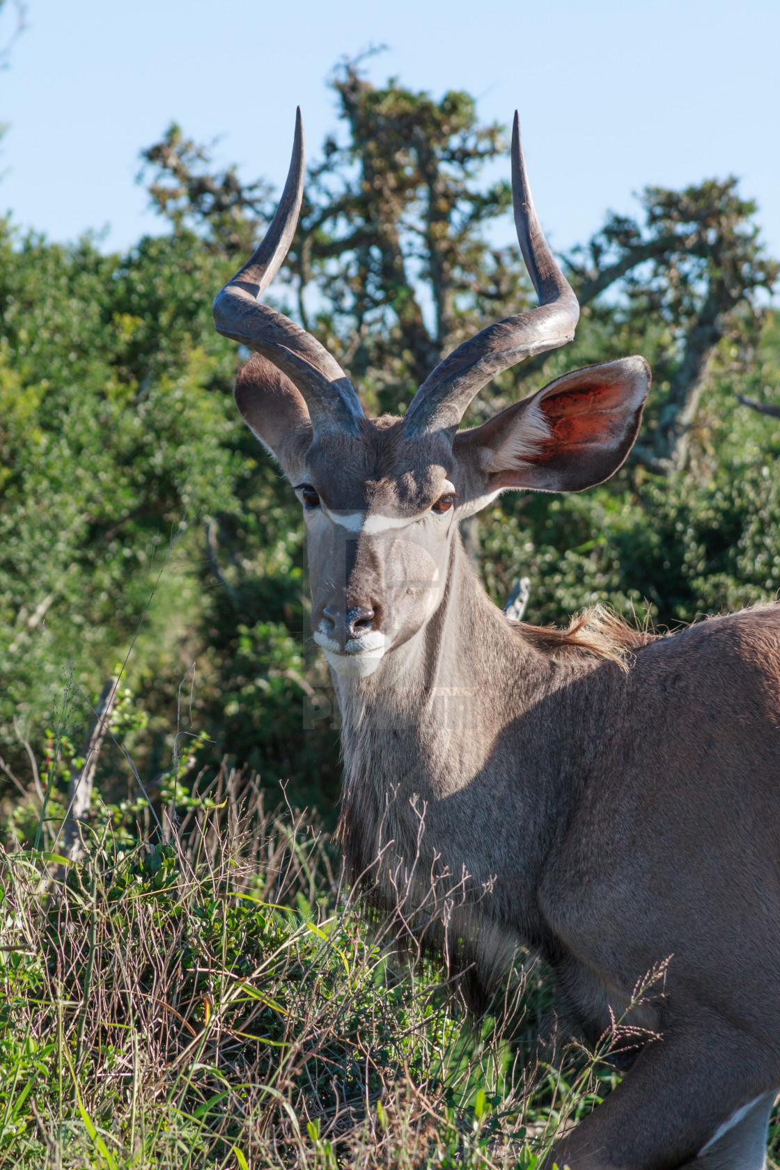 "Kudu portrait, Addo National Park, South Africa" stock image