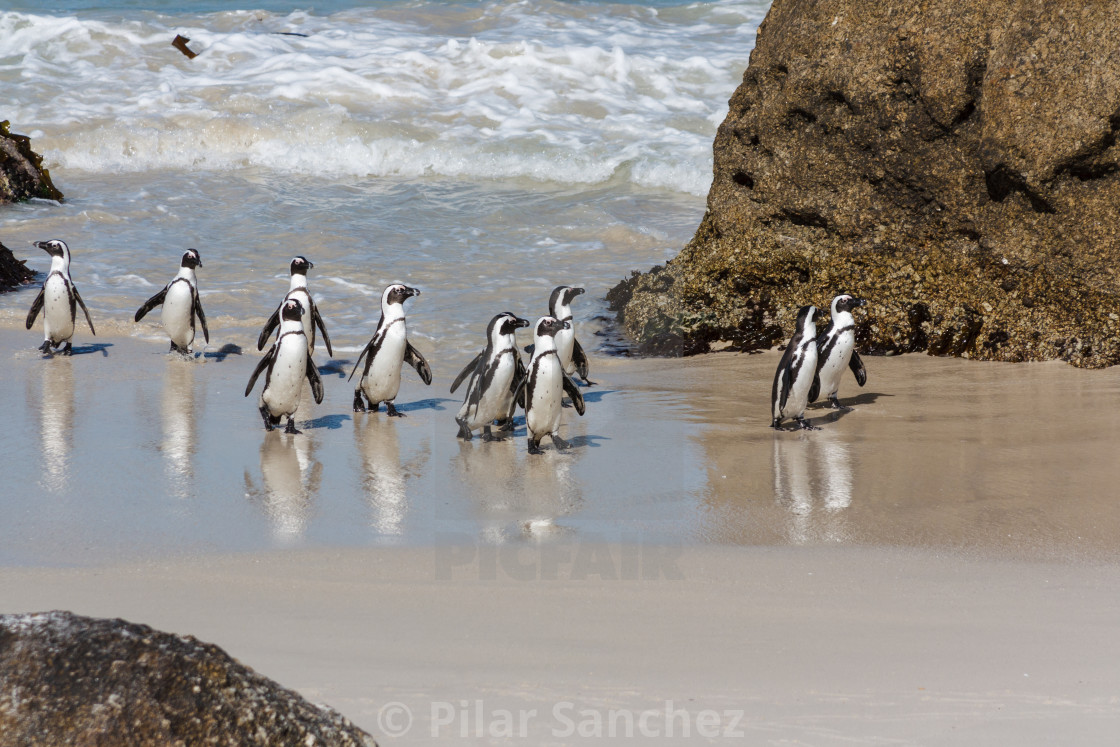 "African Penguins coming out of the water, Boulders Beach, South Africa" stock image