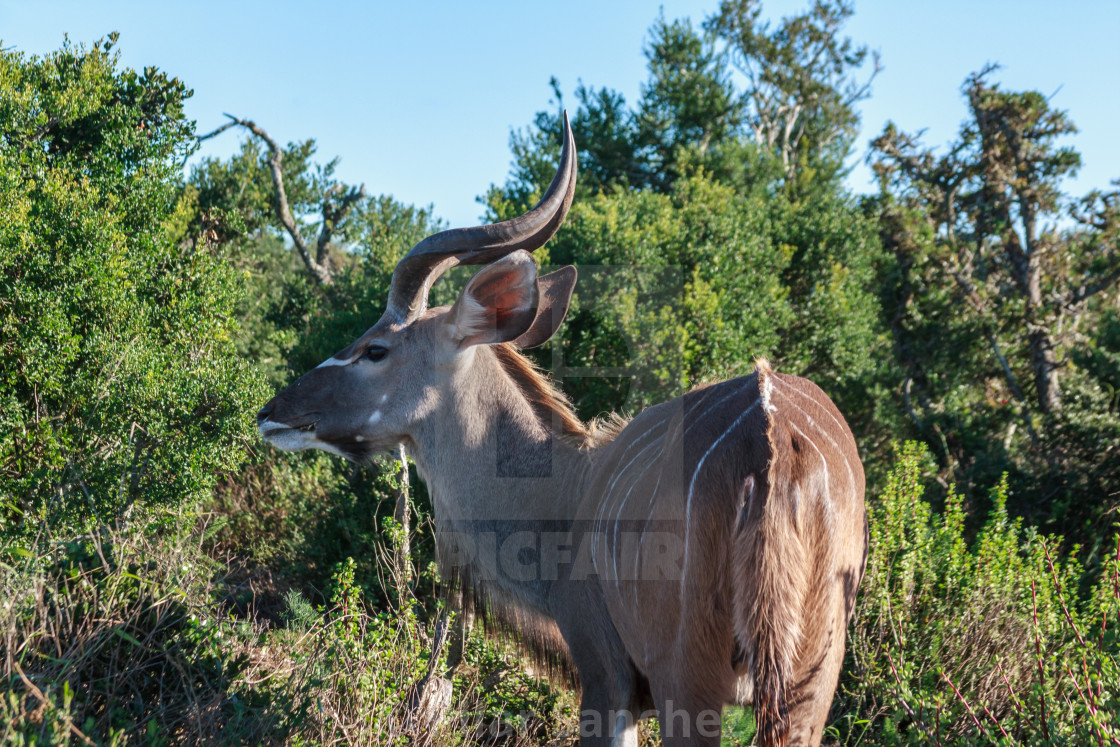 "Kudu eating from a bush, Addo National Park, South Africa" stock image