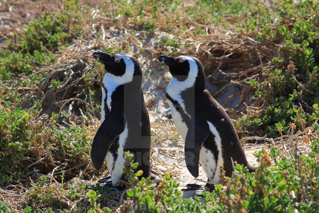 "A couple of African Penguins, Boulders Beach, South Africa" stock image