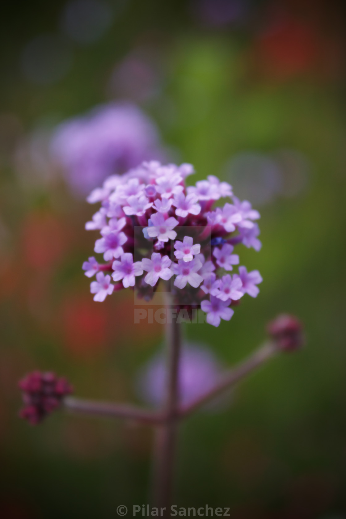 "Verbena flower close up" stock image