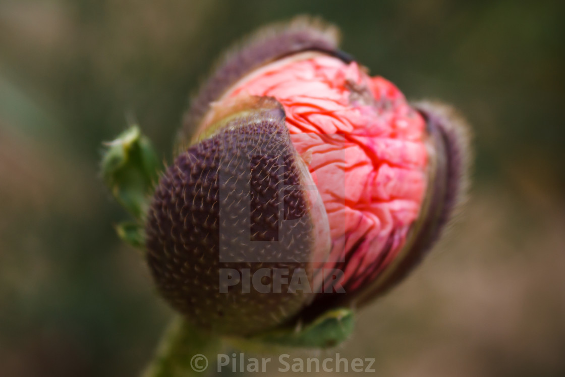 "Flowering Poppy bud" stock image